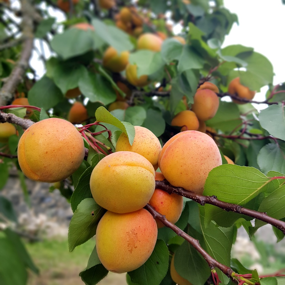 Meruňková marmeláda - střední